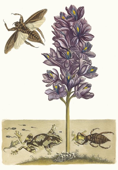 Eichhornia crassipes. من كتاب Metamorphosis insectorum Surinamensium ، 1705. بواسطة ماريا سيبيلا ميريان
