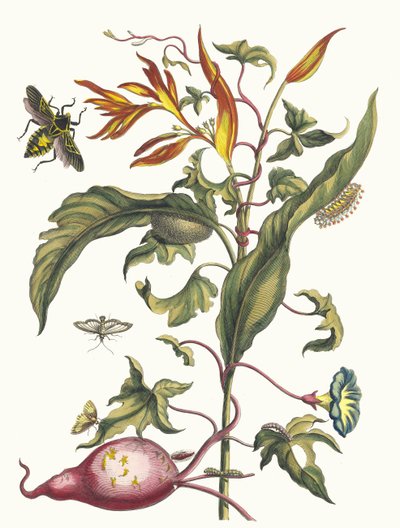 إيبومويا باتاتاس وهيليكونيا psittacum. من كتاب Metamorphosis insectorum ... ، 1705. بواسطة ماريا سيبيلا ميريان