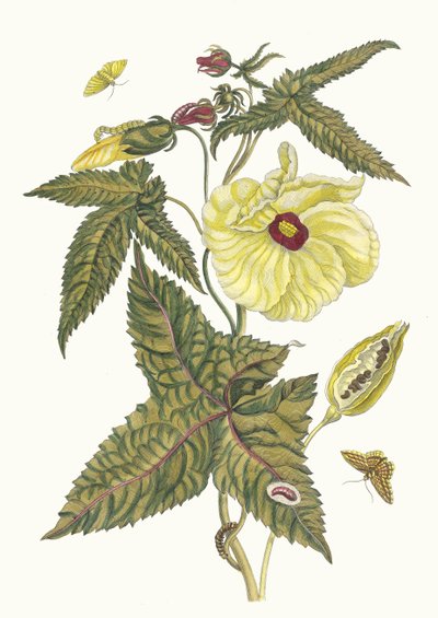 موس بلوم. من كتاب التحول من الحشرات السورينامية ، 1705. بواسطة ماريا سيبيلا ميريان