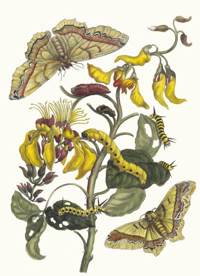باليسادن بوم. من كتاب Metamorphosis insectorum Surinamensium ، 1705. بواسطة ماريا سيبيلا ميريان