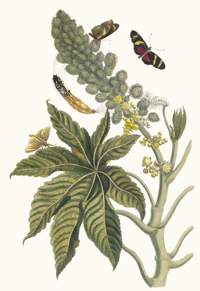 بالما كريستي. من كتاب Metamorphosis insectorum Surinamensium ، 1705. بواسطة ماريا سيبيلا ميريان