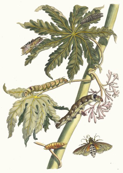 باباي. من كتاب Metamorphosis insectorum Surinamensium ، 1705. بواسطة ماريا سيبيلا ميريان