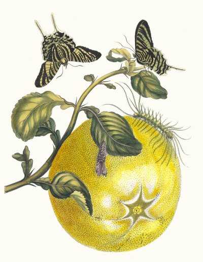 أبهاء. من كتاب Metamorphosis insectorum Surinamensium ، 1705. بواسطة ماريا سيبيلا ميريان