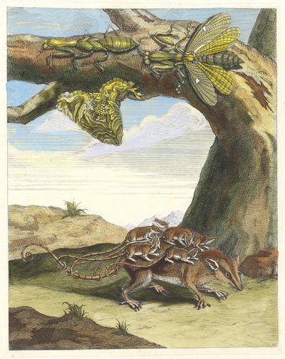 رات دي فورست. من كتاب Metamorphosis insectorum Surinamensium ، 1705. بواسطة ماريا سيبيلا ميريان