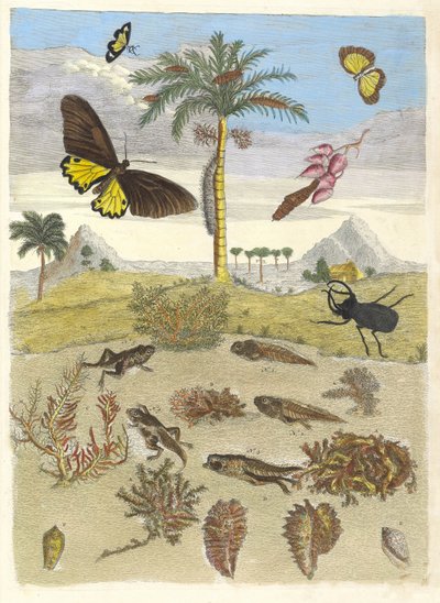 خنفساء الأيل والبرمائيات وأشجار النخيل. من كتاب Metamorphosis insectorum ... ، 1705. بواسطة ماريا سيبيلا ميريان