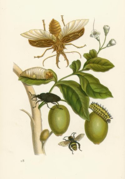 Tabrouba، Beetle ... - MSMerian بواسطة ماريا سيبيلا ميريان