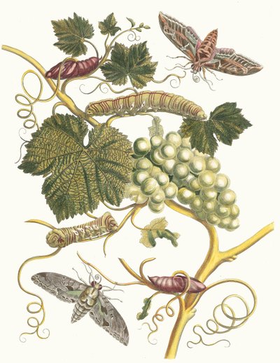 Vigne blanche d'Amerique. من كتاب Metamorphosis insectorum Surinamensium ، 1705. بواسطة ماريا سيبيلا ميريان