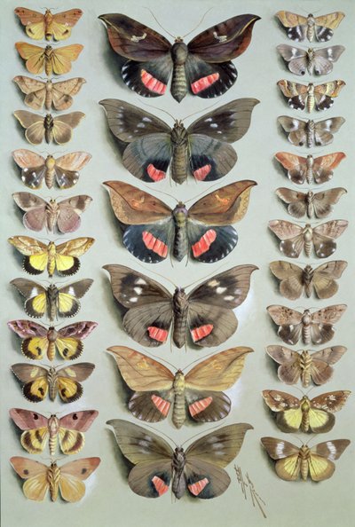 Papuan Moths ، 1917-18 بواسطة Marian Ellis Rowan