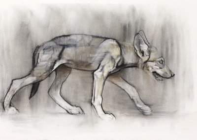 Lean Pup (Arabian Wolf) ، 2009 (كونت وفحم على ورق) بواسطة مارك ادلينجتون