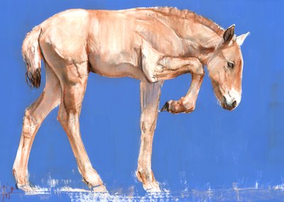 Przewalski Foal ، 2012 ، (وسائط مختلطة على ورق) بواسطة مارك ادلينجتون