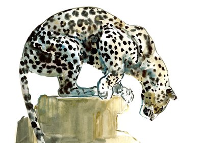 Spine (Arabian Leopard) ، 2015 ، (ألوان مائية وغواش على ورق) بواسطة مارك ادلينجتون
