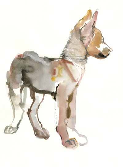 Waggle (Arabian Wolf Pup) ، 2011 ، (ألوان مائية وغواش على ورق) بواسطة مارك ادلينجتون