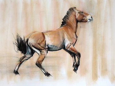 Young Stallion (Przewalski) ، 2014 ، (باستيل وفحم على ورق) بواسطة Mark Adlington