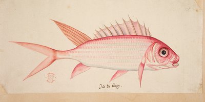 سمكة. بواسطة مارك كاتيسبي