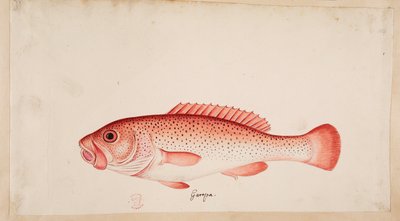 سمكة. بواسطة مارك كاتيسبي