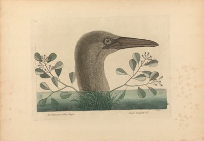 A Thymelaea foliis Obsetusis ؛ Anseri Bassano & c: The Great Booby ، Plate 86 من "التاريخ الطبيعي لكارولينا وفلوريدا وجزر الباهاما" ، المجلد الأول ، الطبعة الثانية ، لندن 1754 بواسطة مارك كاتيسبي
