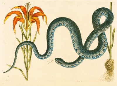 Anguis، the Wampum Snake، لوحة 58 ، المجلد. 1 من "التاريخ الطبيعي لكارولينا وفلوريدا وجزر البهاما" بواسطة مارك كاتيسبي