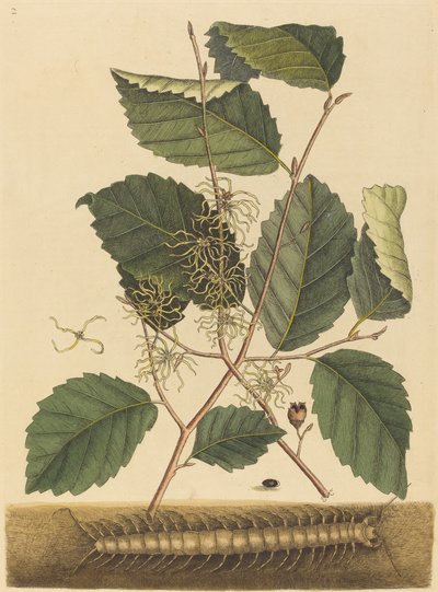حريش Scolopendra morsitans ، نُشرت في 1731-1743. بواسطة مارك كاتيسبي