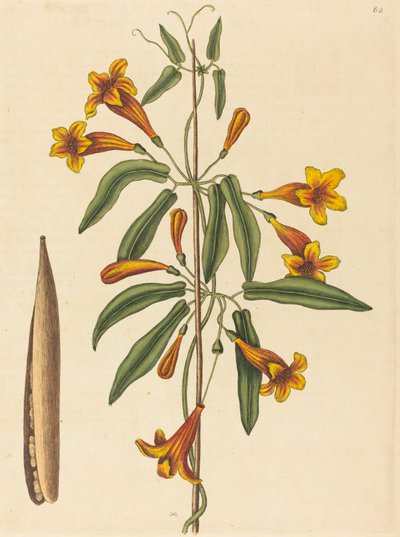 عبر الكرمة Bignonia capreolata ، تم نشره عام 1754. بواسطة مارك كاتيسبي
