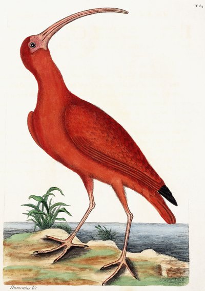 كيرلو ، نومينيوس ، 1771 بواسطة مارك كاتيسبي