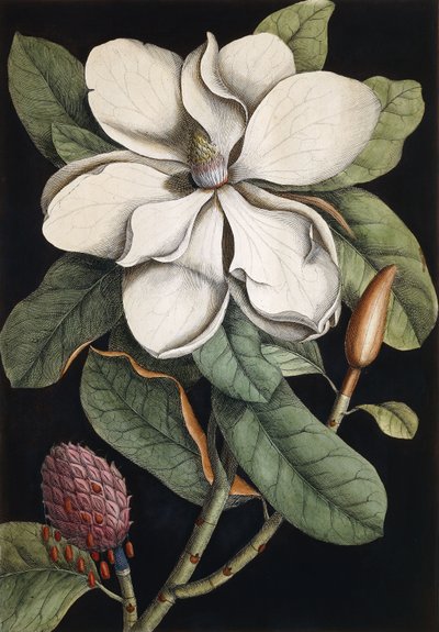 شجرة الغار ، 1731-1743 بواسطة مارك كاتيسبي