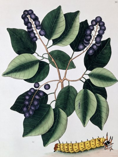 حمامة البرقوق والكاتربيلر ذو القرن العظيم ، 1771 بواسطة مارك كاتيسبي