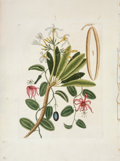 بلوميريا أوبتوزا L. سنغافورة فرانجيباني ، 1700-1740. بواسطة مارك كاتيسبي
