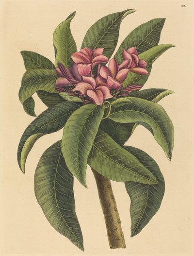 Red Frangipanni Plumeria rubra ، نُشر في 1731-1743. بواسطة مارك كاتيسبي