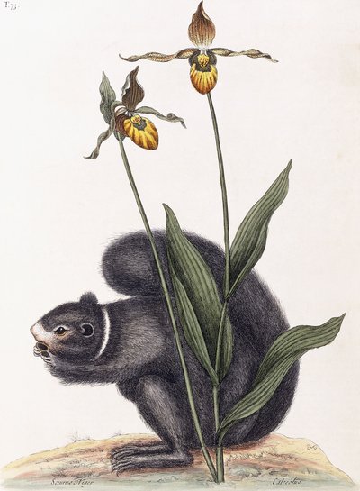 Sciurnus النيجر بواسطة مارك كاتيسبي