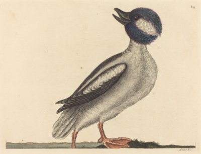 بطة بافل الرئيسية (أنس بوسيفالا) بواسطة Mark Catesby