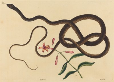 ثعبان المدرب السوط (كولوبر سوط) بواسطة Mark Catesby