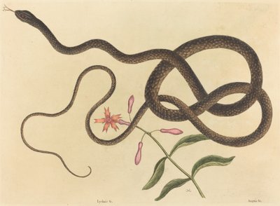 سوط Coach-whip Snake Coluber ، تم نشره في 1731-1743. بواسطة مارك كاتيسبي