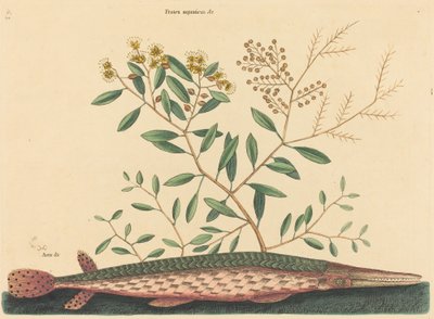 The Green Gar Fish Esox osseus ، نُشر في 1731-1743. بواسطة مارك كاتيسبي