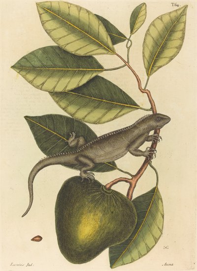 تم نشر Guana Lacerta Iguana 1731-1743. بواسطة مارك كاتيسبي