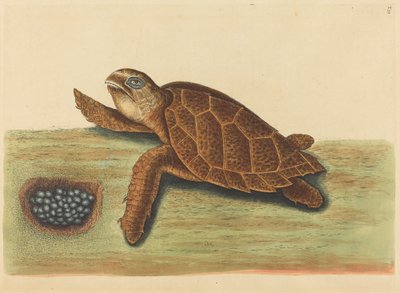 The Hawks-bill Turtle Testudo caretta ، نُشر في 1731-1743. بواسطة مارك كاتيسبي