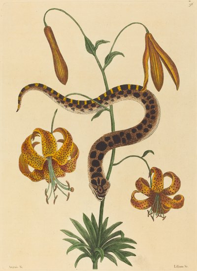 ثعبان الخنزير (Boa contortrix) بواسطة Mark Catesby