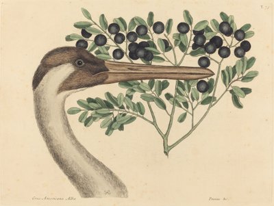 The Hooping Crane Ardea Americana ، تم نشره في 1731-1743. بواسطة مارك كاتيسبي