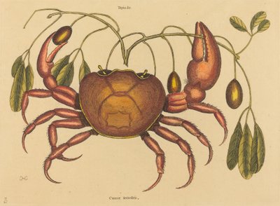 The Land-Crab Cancer ruricola ، نُشر في 1731-1743. بواسطة مارك كاتيسبي
