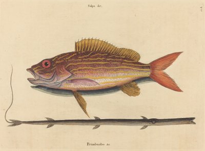 النهاش لين (Sparus synagris) بواسطة مارك كاتيسبي