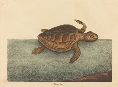The Logger-head Turtle Testudo Cavanna ، تم نشره في 1731-1743. بواسطة مارك كاتيسبي