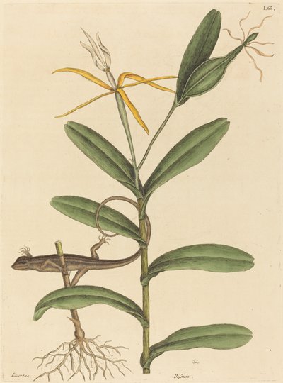 تم نشر The Lyon Lizard Lacerta 6-lineata ، 1731-1743. بواسطة مارك كاتيسبي