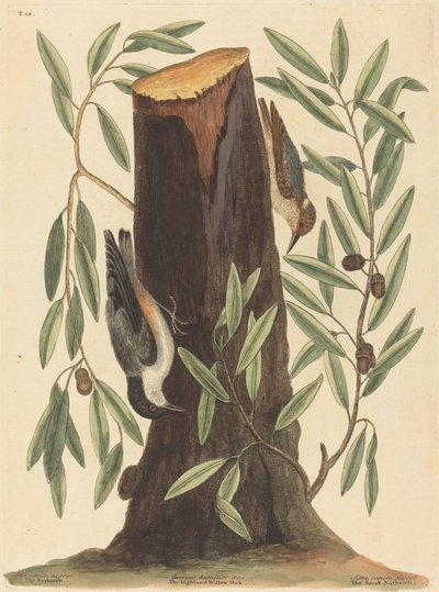 The Nuthatch Sitta Europaea ، نُشر عام 1754. بواسطة مارك كاتيسبي
