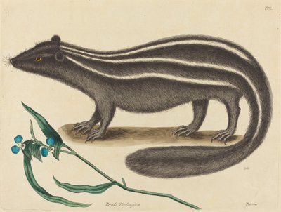القط القطب فيفيرا بوتوريوس ، نُشر في 1731-1743. بواسطة مارك كاتيسبي