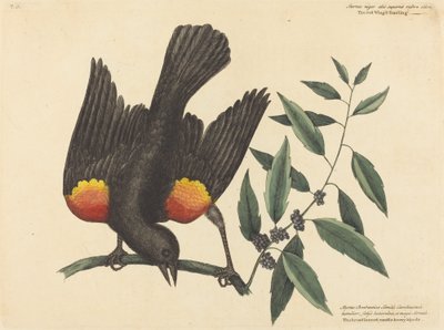 The Red Winged Starling Oriolus phoeniceus ، نُشر عام 1754. بواسطة مارك كاتيسبي