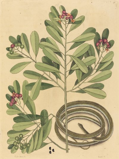 The Ribbon Snake Coluber saurita ، نُشر في 1731-1743. بواسطة مارك كاتيسبي