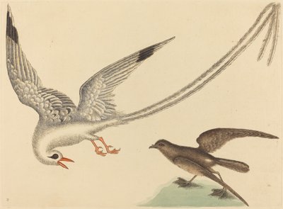 طائر الأرز Emberiza oryzivora ، نُشر في 1731-1743. بواسطة مارك كاتيسبي
