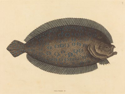 The Sole Pleuronectes lunatus ، نُشر في 1731-1743. بواسطة مارك كاتيسبي