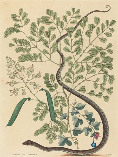 ثعبان الشريط المرقط Coluber nebulosus ، نُشر في 1731-1743. بواسطة مارك كاتيسبي