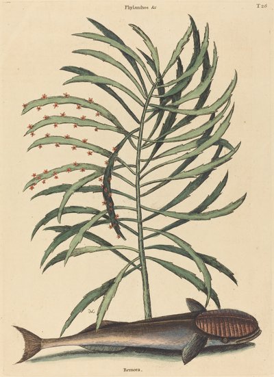 السمكة الماصة (Echeneis Naucratis) بواسطة مارك كاتيسبي