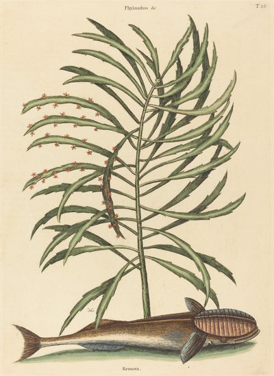 السمكة الماصة (Echeneis naucratis) بواسطة مارك كاتيسبي